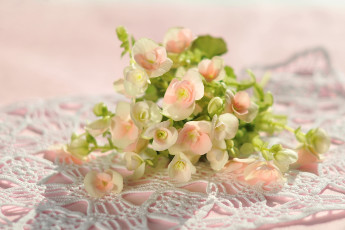 Картинка цветы бегония розовый