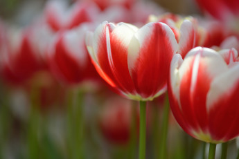 Картинка цветы тюльпаны пестрый