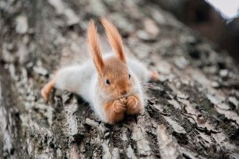 Картинка животные белки смешная
