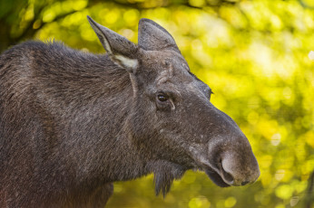 Картинка животные лоси портрет