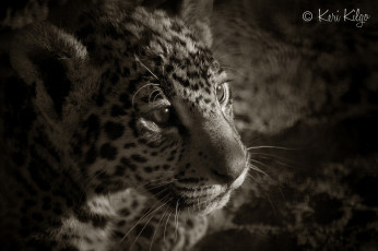 Картинка животные Ягуары морда детеныш котенок