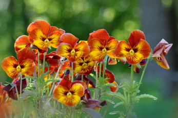 Картинка цветы анютины+глазки+ садовые+фиалки виола