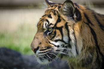 Картинка животные тигры профиль морда кошка