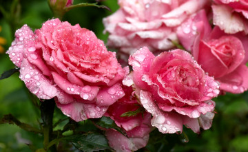 Картинка цветы розы капли