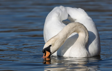 Картинка животные лебеди шипун