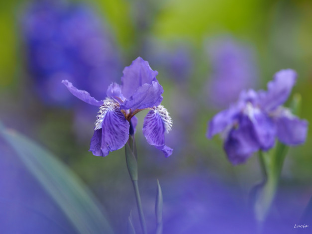 Обои картинки фото цветы, ирисы, касатик