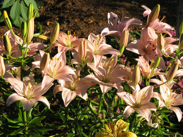 Обои картинки фото цветы, лилии,  лилейники, сад