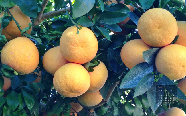 Обои картинки фото календари, природа, мандарины
