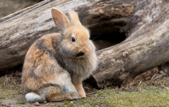 Обои картинки фото животные, кролики,  зайцы, пушистик
