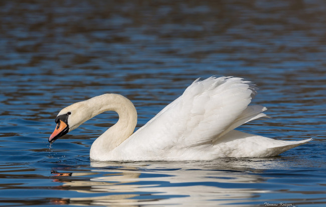 Обои картинки фото животные, лебеди, шипун