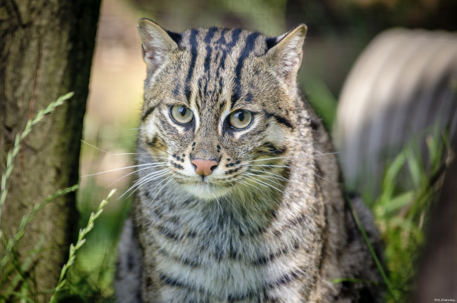 Обои картинки фото животные, дикие кошки, трава, морда, кошка-рыболов