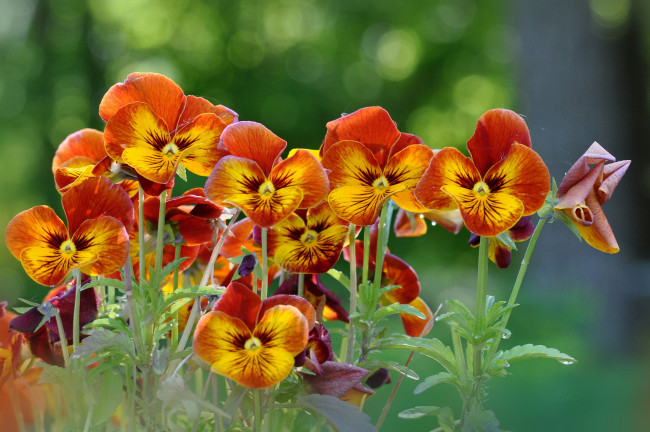 Обои картинки фото цветы, анютины глазки , садовые фиалки, виола