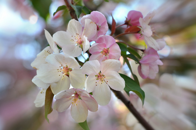 Обои картинки фото цветы, цветущие деревья ,  кустарники, ветка