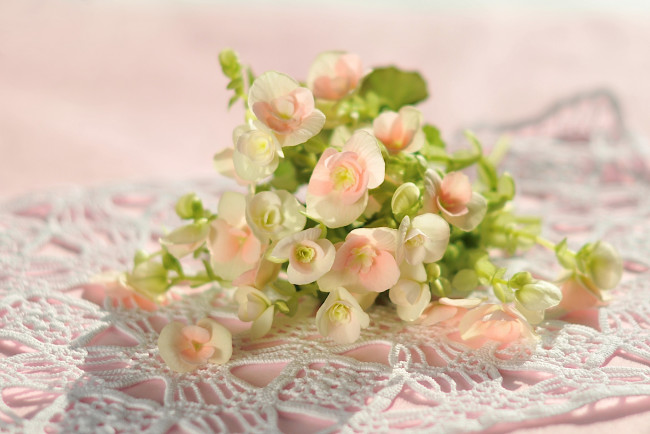 Обои картинки фото цветы, бегония, розовый