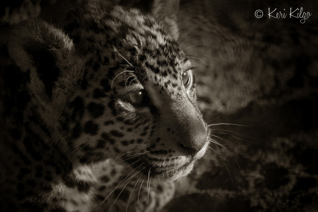 Обои картинки фото животные, Ягуары, морда, детеныш, котенок