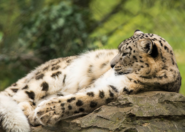 Обои картинки фото животные, снежный барс , ирбис, отдых, профиль, скалы, камни, кошка