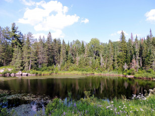 Картинка природа реки озера ромашки лето озеро