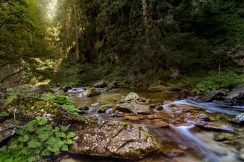 Картинка природа реки озера река лес