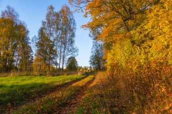 Картинка природа деревья тракт