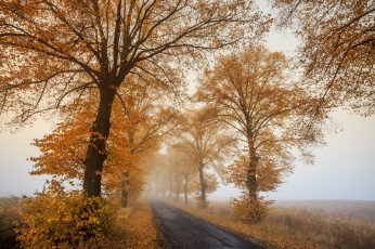 Картинка природа дороги тракт