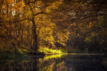 Картинка природа реки озера река лес