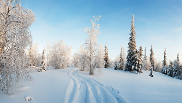 Картинка природа зима деревья снег