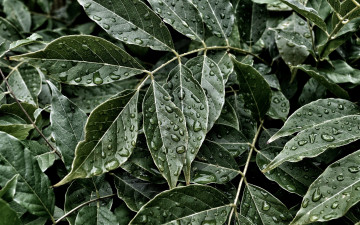 Картинка природа листья капли