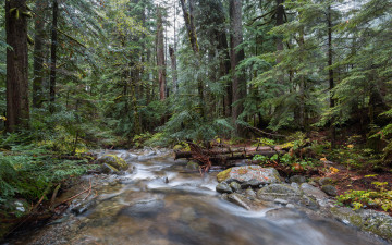 Картинка природа реки озера лес река