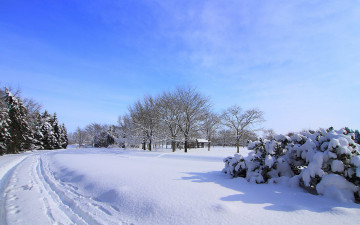 Картинка природа зима снег деревья