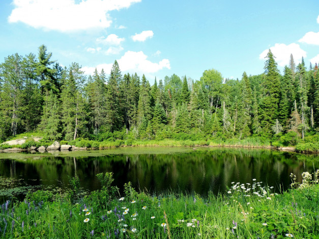 Обои картинки фото природа, реки, озера, озеро, цветы, покой, лето