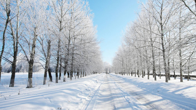 Обои картинки фото природа, зима, деревья, снег