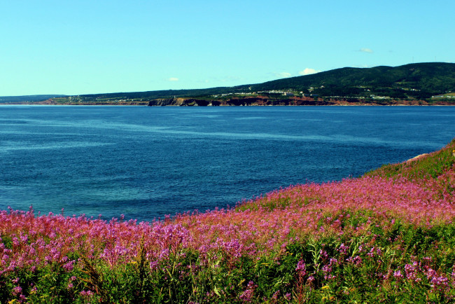 Обои картинки фото природа, побережье, цветы, вода