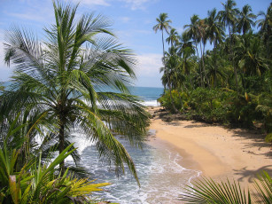 Картинка природа тропики простор