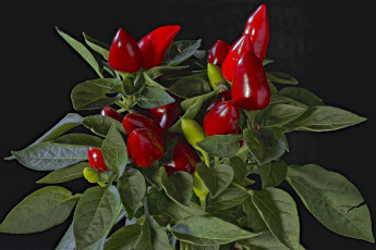 Картинка еда перец снедь