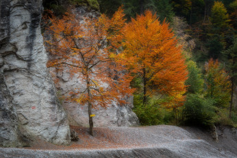 Картинка природа деревья простор