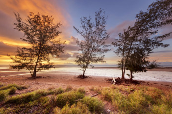 Картинка природа деревья простор