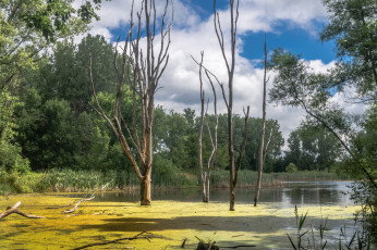 Картинка природа реки озера простор