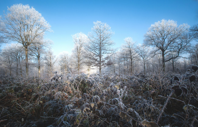 Обои картинки фото природа, лес, простор