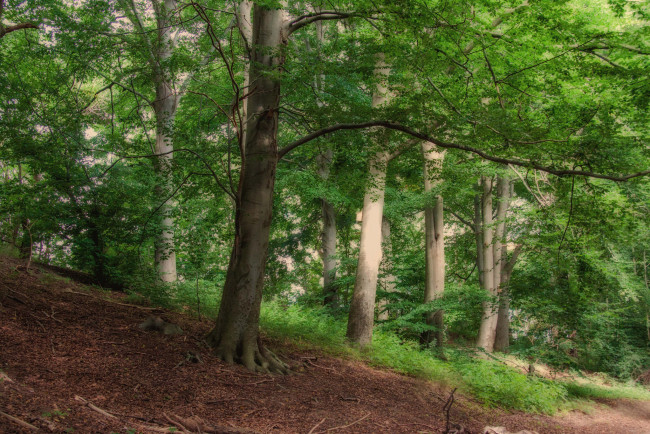 Обои картинки фото природа, лес, простор