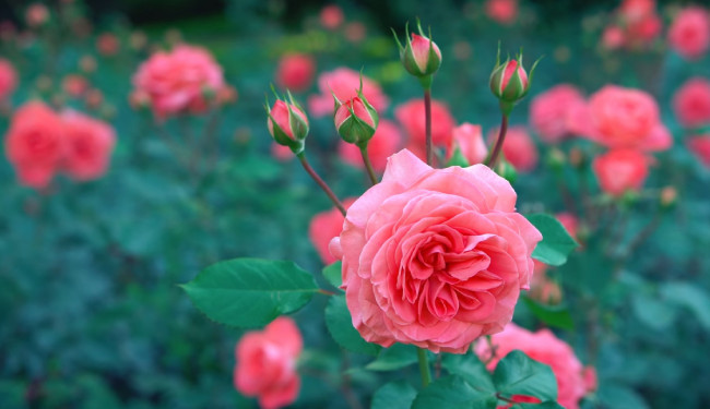 Обои картинки фото цветы, розы, роза