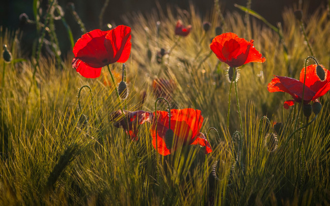 Обои картинки фото цветы, маки, трава