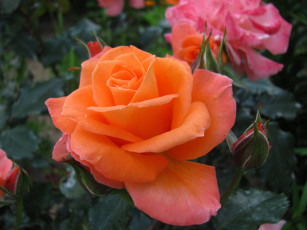 Картинка цветы розы роза макро