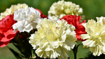 Картинка цветы гвоздики белая красная гвоздика