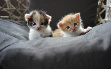 Картинка пушистики животные коты котята комочки шерсти няшные существа да и лучшие друзья человека мур мяу