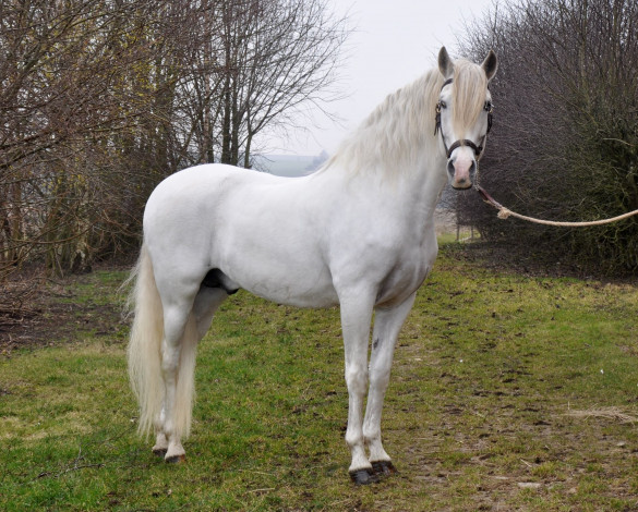 Обои картинки фото животные, лошади, конь, белый, деревья