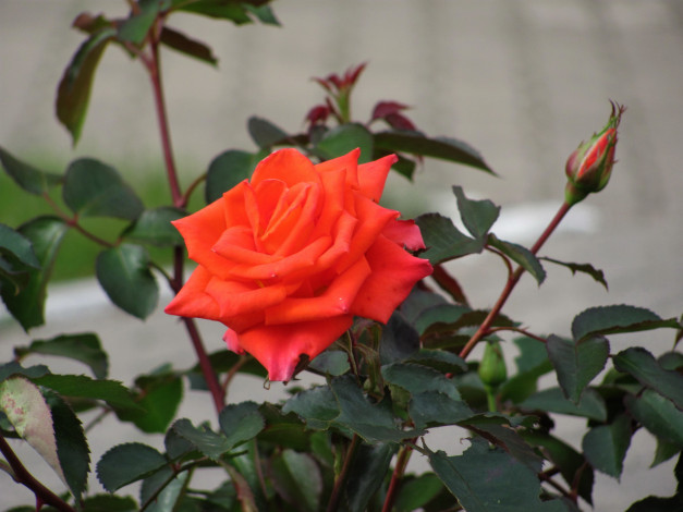 Обои картинки фото цветы, розы, куст, роза, бутон