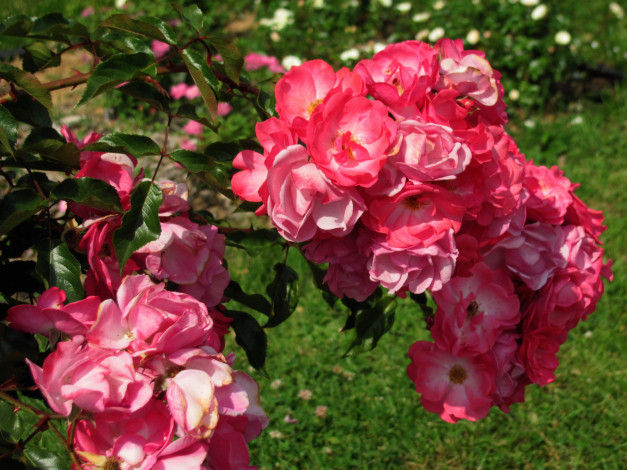 Обои картинки фото цветы, розы, розовые, куст