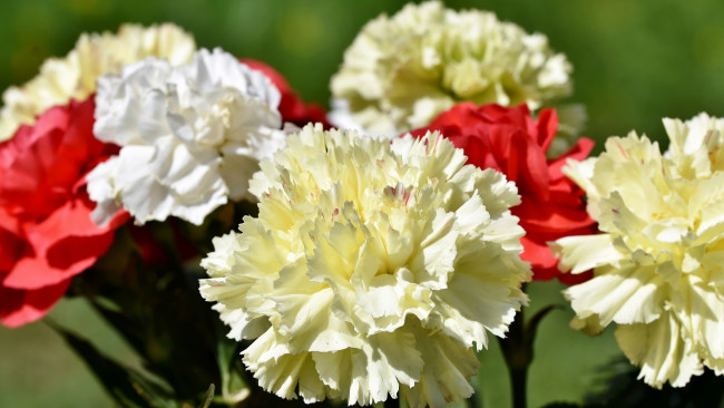 Обои картинки фото цветы, гвоздики, белая, красная, гвоздика