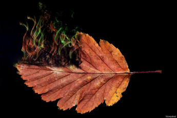 Картинка разное компьютерный+дизайн лист осень