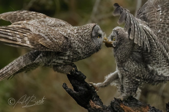 Картинка животные совы